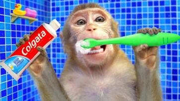 Best Children's Toothbrushes 2026 | Baby Monkey Demonstrates Top Products